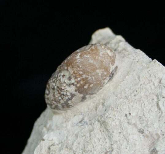 Fossil Snake Egg - Bouxwiller, France #5798